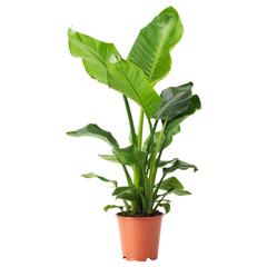 Producto IKEA STRELITZIA, ha sido reportado por IKEA A Coruña con iLost
