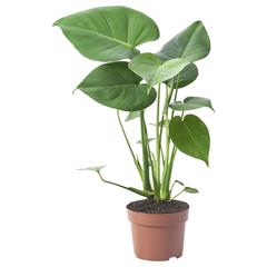IKEA-product MONSTERA DELICIOSA, zoals gemeld door IKEA Hasselt met iLost