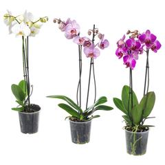 Producto IKEA PHALAENOPSIS, ha sido reportado por IKEA Valladolid con iLost
