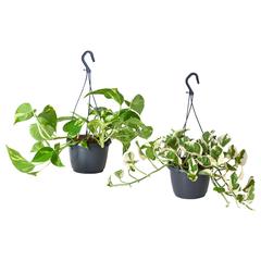 IKEA-produkt Planta natural, gemeldet von IKEA Asturias über iLost