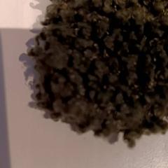 Ninots, segons ha informat De Efteling mitjançant iLost