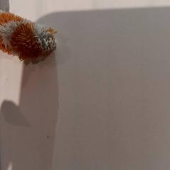 Knuffel, iLost를 사용하여 De Efteling에 보고됨