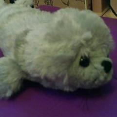 Hračka & Mazlící hračka zeehond, licht grijs, jak nahlášeno Het Spoorwegmuseum pomocí iLost