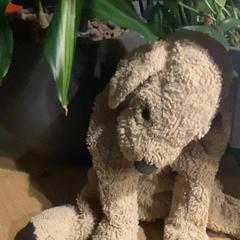 دمية دب brown، كما تم الإبلاغ عنه بواسطة MEININGER Hotel Amsterdam City West عبر iLost