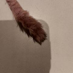 Peluche, come riportato da De Efteling utilizzando iLost