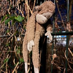 Knuffel aapje, iLost'a bildirildiği gibi