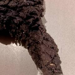 Peluche, ha sido reportado por De Efteling con iLost