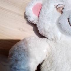 Knuffel, zoals gemeld door Beekse Bergen Resorts en Hotel met iLost