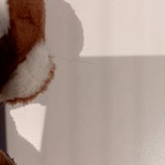 ぬいぐるみ がiLostで De Efteling によって報告されました