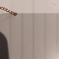 ブレスレット がiLostで De Efteling によって報告されました