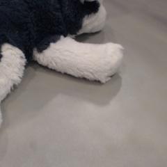 Knuffel, ha sido reportado por Walibi Holland con iLost