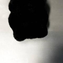 Knuffel Zwart, jak nahlášeno Arriva Friesland / Groningen pomocí iLost