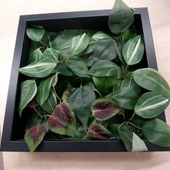 Planta plante, como reportado por IKEA Brest Guipavas utilizando o iLost