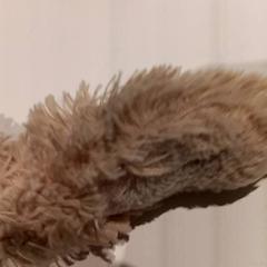 Mysig leksak, rapporterat av De Efteling med iLost