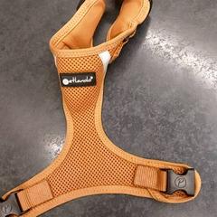 Hondentuigje, zgłoszono przez Rotterdam The Hague Airport przy użyciu iLost