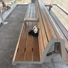 Panda beertje en een klein konijn knuffeltje, as reported to iLost