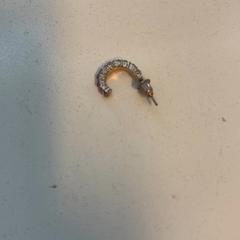 귀걸이, iLost를 사용하여 Pathé Schouwburgplein에 보고됨