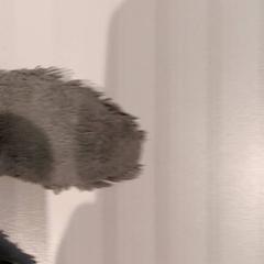 Knuffel, ako bolo nahlásené De Efteling pomocou iLost