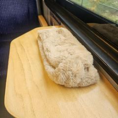 Bonte hoofdband, jak zgłoszono do iLost