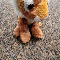 Peluche, a été signalé par DierenPark Amersfoort utilisant iLost