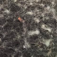 Shawl, as reported by De Tovertuin using iLost
