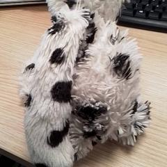 Knuffel Wit, amint azt Qbuzz Fryslân az iLost segítségével jelentette.