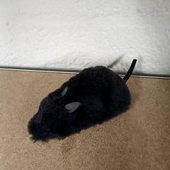 Maus Grijs, gemeldet von Qbuzz GD Groningen Peizerweg über iLost