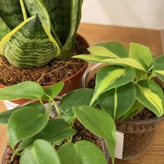 IKEA produkt, rapporterat av IKEA立川 med iLost