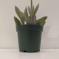 Producte IKEA, segons ha informat IKEA Tokyo-Bay mitjançant iLost