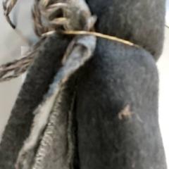 Kleidung Sjaal, gemeldet von Regio Antwerpen - Brussel über iLost