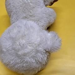 곰돌이 인형, iLost를 사용하여 IKEA Delft에 보고됨