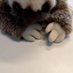 Kuscheltier, gemeldet von Qbuzz ZHN über iLost