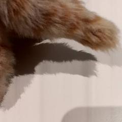 Knuffel, as reported by De Efteling using iLost