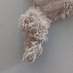 Peluche, come riportato da De Efteling utilizzando iLost