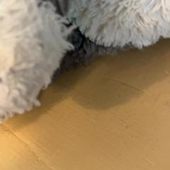 Knuffel, iLost를 사용하여 Avonturenboerderij Molenwaard에 보고됨