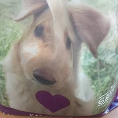 Bolsa - Boodschappentas hondje paars, segundo informou Centraal magazijn usando iLost