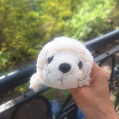 Zeehonden knuffel, segundo informou a iLost